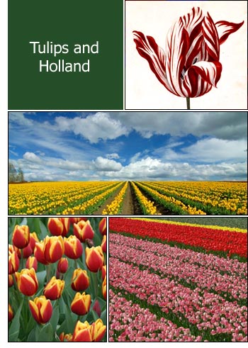 Tulips of Holland
